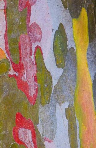 Italy, Tuscany Cypress tree bark patterns Black Ornate Wood Framed Art Print with Double Matting by Delisle, Gilles