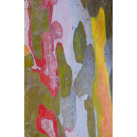 Italy, Tuscany Cypress tree bark patterns Black Modern Wood Framed Art Print by Delisle, Gilles