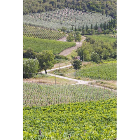 Italy, Radda Winery vineyards and olive groves White Modern Wood Framed Art Print by Delisle, Gilles