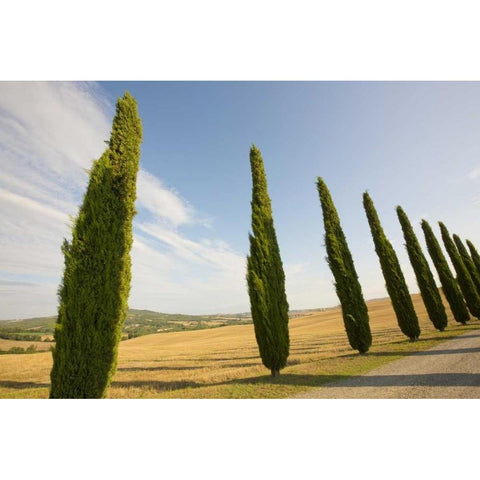 Italy, Tuscany Road and cypress trees White Modern Wood Framed Art Print by Delisle, Gilles