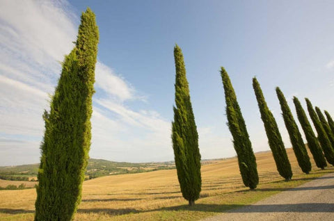 Italy, Tuscany Road and cypress trees White Modern Wood Framed Art Print with Double Matting by Delisle, Gilles