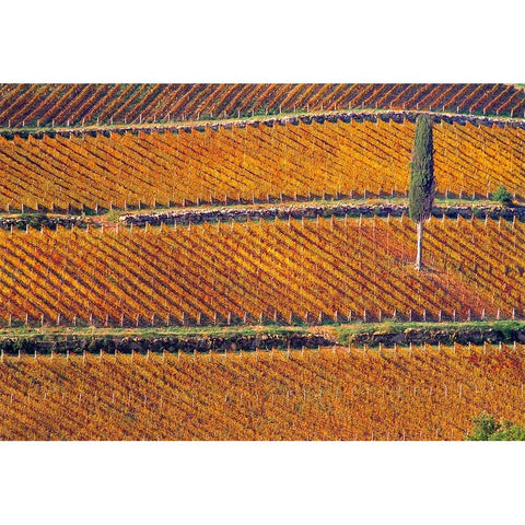 Europe-Italy-Tuscany-Vineyard in fall color and cypress tree Black Modern Wood Framed Art Print by Jaynes Gallery