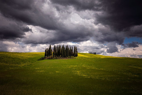 Europe-Italy-Tuscany-Val d Orcia-Cypress grove and farmland White Modern Wood Framed Art Print with Double Matting by Jaynes Gallery