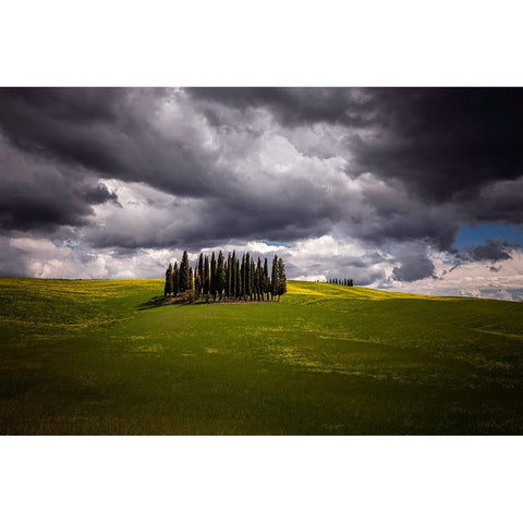 Europe-Italy-Tuscany-Val d Orcia-Cypress grove and farmland Black Modern Wood Framed Art Print by Jaynes Gallery
