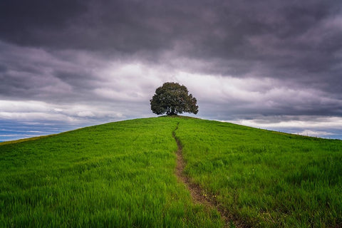 Europe-Italy-Tuscany-Val d Orcia-Trail to lone tree in farmland White Modern Wood Framed Art Print with Double Matting by Jaynes Gallery