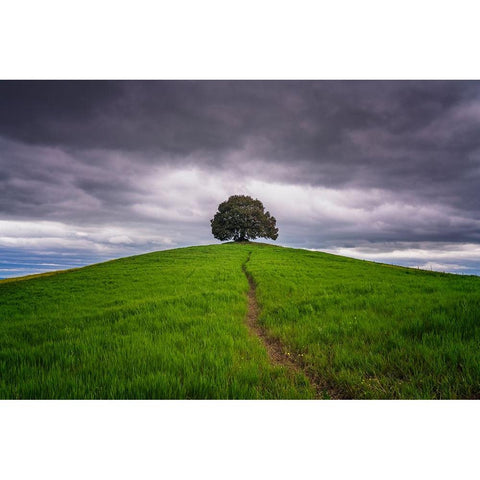 Europe-Italy-Tuscany-Val d Orcia-Trail to lone tree in farmland Gold Ornate Wood Framed Art Print with Double Matting by Jaynes Gallery