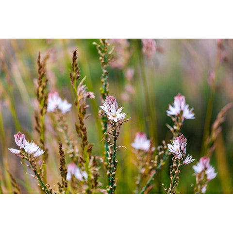Messina Province-Caronia Wild flowers in a field near the medieval town of Caronia Black Modern Wood Framed Art Print with Double Matting by Wilson, Emily