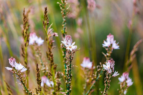 Messina Province-Caronia Wild flowers in a field near the medieval town of Caronia White Modern Wood Framed Art Print with Double Matting by Wilson, Emily