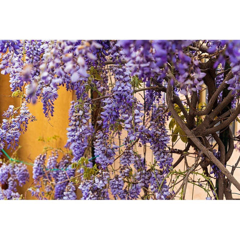 Messina Province-Tripi Wisteria flowers hanging in the medieval hilltop town of Tripi White Modern Wood Framed Art Print by Wilson, Emily