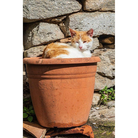 Messina Province-Montalbano Elicona Orange and white cat in terra cotta planter pot Black Modern Wood Framed Art Print by Wilson, Emily
