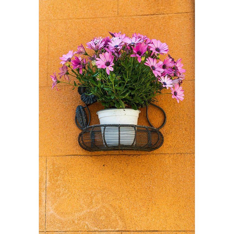 Trapani Province-Erice A pot of African Daisy flowers on wall in the ancient hill town of Erice White Modern Wood Framed Art Print by Wilson, Emily