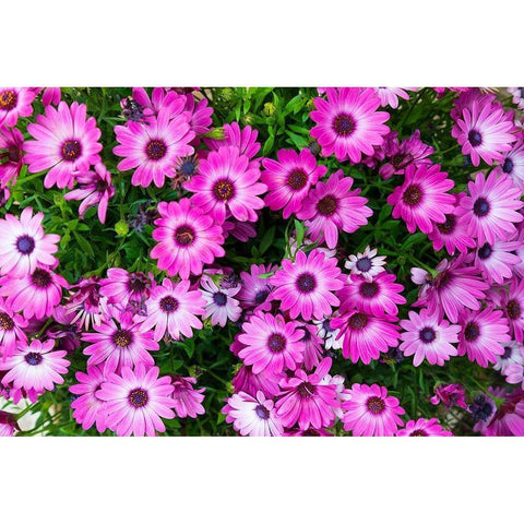 Trapani Province-Erice African Daisies in the ancient hill town of Erice Black Modern Wood Framed Art Print with Double Matting by Wilson, Emily