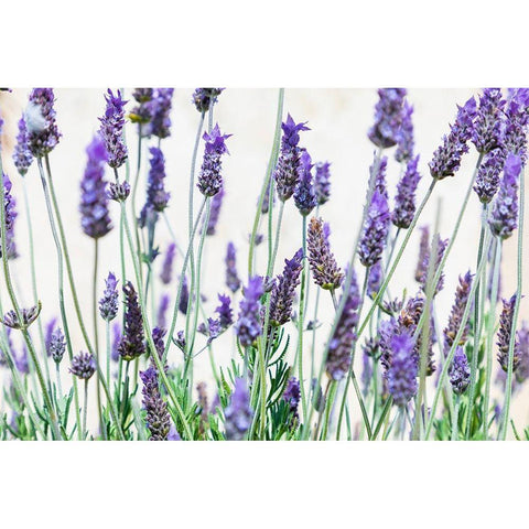 Lavender flowers on a white background Black Modern Wood Framed Art Print with Double Matting by Wilson, Emily