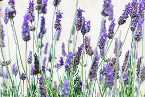 Lavender flowers on a white background Black Ornate Wood Framed Art Print with Double Matting by Wilson, Emily