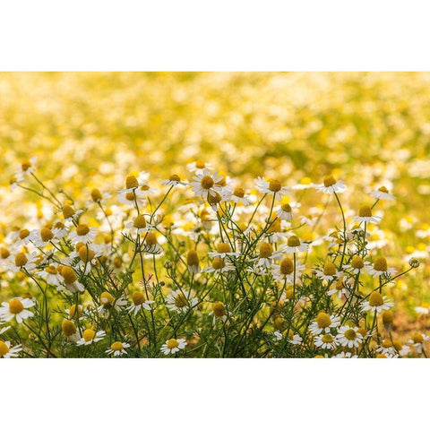 Field of chamomile Black Modern Wood Framed Art Print with Double Matting by Wilson, Emily