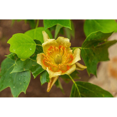 Italy-Apulia Yellow flower showing petals-stamen-and pistil Black Modern Wood Framed Art Print with Double Matting by Wilson, Emily