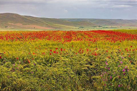 Italy-Apulia-Metropolitan City of Bari-Gravina in Puglia Large field of barley and poppies White Modern Wood Framed Art Print with Double Matting by Wilson, Emily