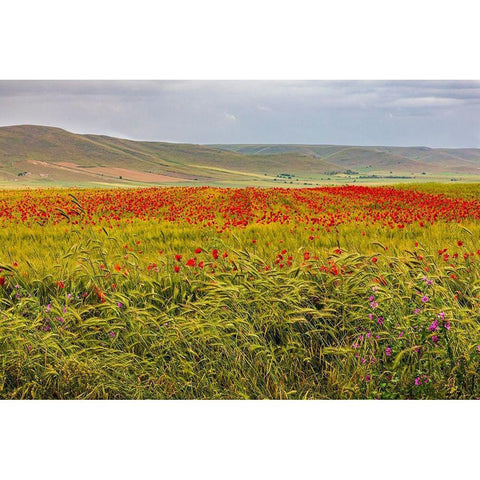 Italy-Apulia-Metropolitan City of Bari-Gravina in Puglia Large field of barley and poppies White Modern Wood Framed Art Print by Wilson, Emily