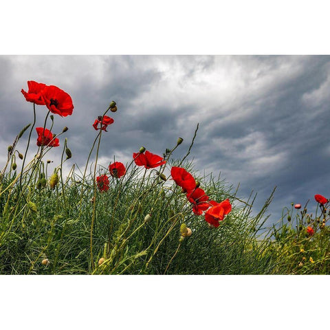 Italy-Apulia-Province of Taranto-Laterza Poppies against a stormy sky Gold Ornate Wood Framed Art Print with Double Matting by Wilson, Emily