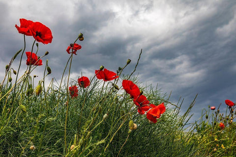 Italy-Apulia-Province of Taranto-Laterza Poppies against a stormy sky White Modern Wood Framed Art Print with Double Matting by Wilson, Emily