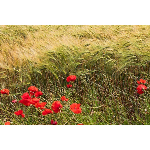 Italy-Apulia-Province of Taranto-Laterza Field of barley with poppies White Modern Wood Framed Art Print by Wilson, Emily