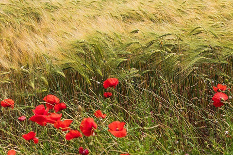 Italy-Apulia-Province of Taranto-Laterza Field of barley with poppies White Modern Wood Framed Art Print with Double Matting by Wilson, Emily
