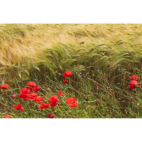 Italy-Apulia-Province of Taranto-Laterza Field of barley with poppies Black Modern Wood Framed Art Print by Wilson, Emily