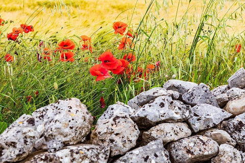 Italy-Apulia-Province of Taranto-Laterza Field of barley with poppies and an old stone wall White Modern Wood Framed Art Print with Double Matting by Wilson, Emily