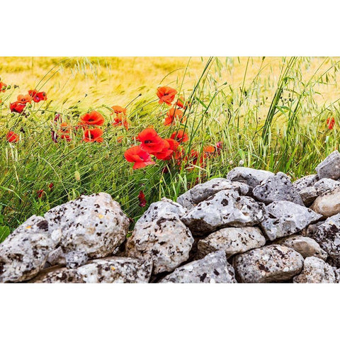 Italy-Apulia-Province of Taranto-Laterza Field of barley with poppies and an old stone wall Black Modern Wood Framed Art Print by Wilson, Emily