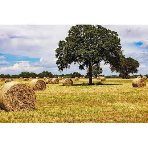 Italy-Apulia-Metropolitan City of Bari-Gioia del Colle Bales of hay in a field White Modern Wood Framed Art Print by Wilson, Emily