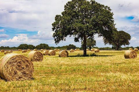 Italy-Apulia-Metropolitan City of Bari-Gioia del Colle Bales of hay in a field White Modern Wood Framed Art Print with Double Matting by Wilson, Emily
