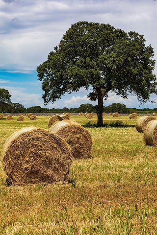 Italy-Apulia-Metropolitan City of Bari-Gioia del Colle Bales of hay in a field White Modern Wood Framed Art Print with Double Matting by Wilson, Emily