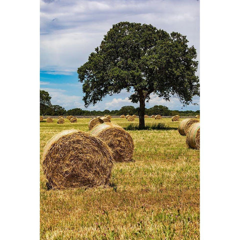 Italy-Apulia-Metropolitan City of Bari-Gioia del Colle Bales of hay in a field Black Modern Wood Framed Art Print by Wilson, Emily