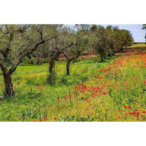 Italy-Apulia-Metropolitan City of Bari-Gioia del Colle Poppies growing amid rows of olive trees Gold Ornate Wood Framed Art Print with Double Matting by Wilson, Emily