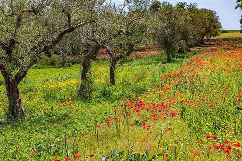 Italy-Apulia-Metropolitan City of Bari-Gioia del Colle Poppies growing amid rows of olive trees White Modern Wood Framed Art Print with Double Matting by Wilson, Emily