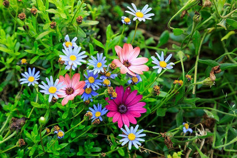Italy-Apulia-Metropolitan City of Bari-Gioia del Colle Colorful wildflowers White Modern Wood Framed Art Print with Double Matting by Wilson, Emily