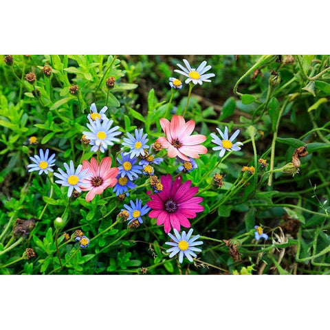 Italy-Apulia-Metropolitan City of Bari-Gioia del Colle Colorful wildflowers Black Modern Wood Framed Art Print with Double Matting by Wilson, Emily