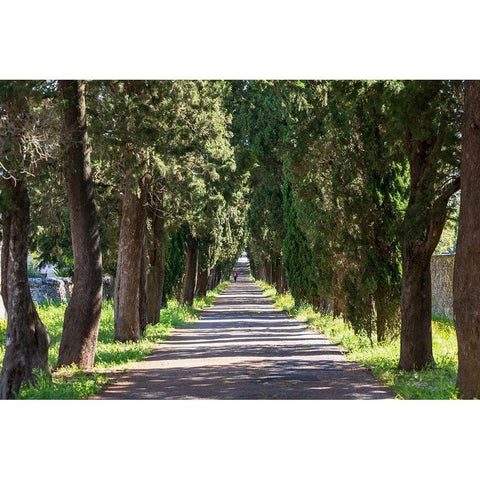 Italy-Apulia-Metropolitan City of Bari-Locorotondo Tree-lined walkway Black Modern Wood Framed Art Print with Double Matting by Wilson, Emily