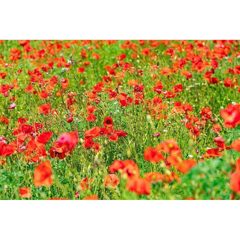 Italy-Apulia-Metropolitan City of Bari-Locorotondo Field of poppies Black Modern Wood Framed Art Print by Wilson, Emily