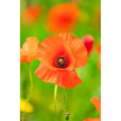 Italy-Apulia-Province of Bari Countryside with poppies and olive trees Black Modern Wood Framed Art Print with Double Matting by Wilson, Emily