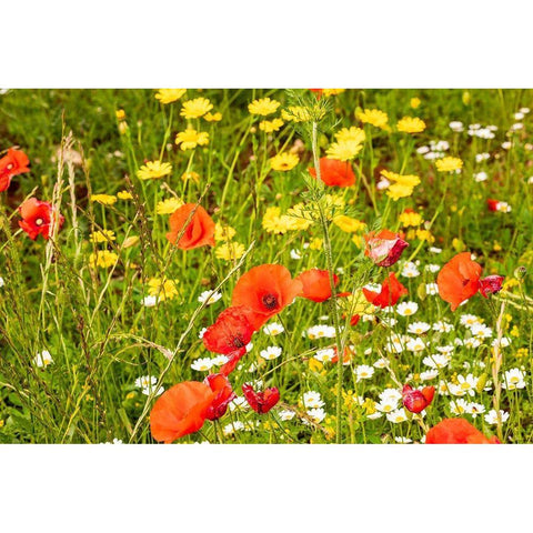 Italy-Apulia-Province of Bari Countryside with poppies and other wildflowers White Modern Wood Framed Art Print by Wilson, Emily