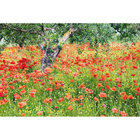 Italy-Apulia-Province of Bari Countryside with poppies and olive trees Black Modern Wood Framed Art Print with Double Matting by Wilson, Emily