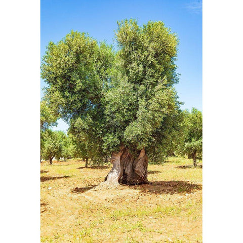 Italy-Apulia-Province of Brindisi-Ostuni Huge ancient olive tree Black Modern Wood Framed Art Print by Wilson, Emily