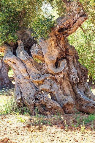 Italy-Apulia-Province of Brindisi-Ostuni Huge ancient olive tree White Modern Wood Framed Art Print with Double Matting by Wilson, Emily