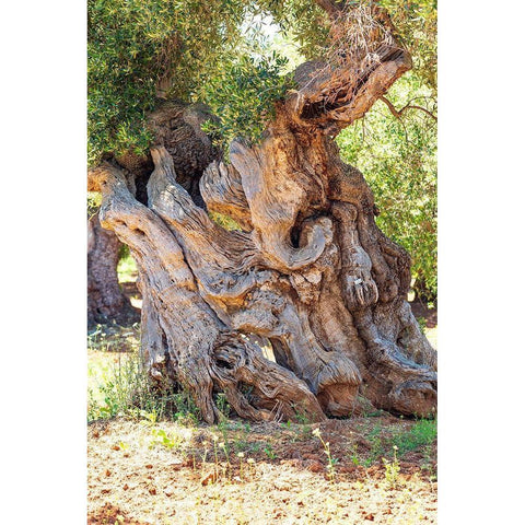 Italy-Apulia-Province of Brindisi-Ostuni Huge ancient olive tree Black Modern Wood Framed Art Print by Wilson, Emily