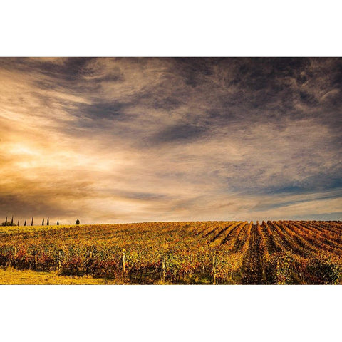 Italy-vineyard Gold Ornate Wood Framed Art Print with Double Matting by Theodore, George and Marilu