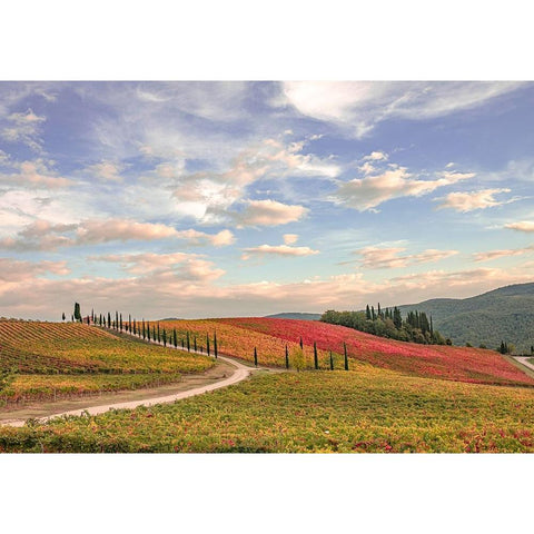 Italy-Tuscany-vineyard Gold Ornate Wood Framed Art Print with Double Matting by Theodore, George and Marilu
