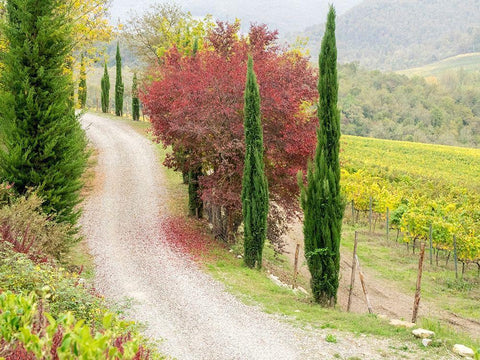 Italy-Chianti Gravel road winding through a vineyard in autumn in the Chianti region of Tuscany White Modern Wood Framed Art Print with Double Matting by Eggers, Julie