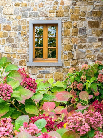 Italy-Chianti Hydrangea bush against a stone building in a vineyard White Modern Wood Framed Art Print with Double Matting by Eggers, Julie