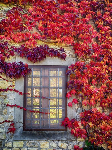 Italy-Chianti Colorful ivy surrounding the window of a stone Tuscan home in the autumn Black Ornate Wood Framed Art Print with Double Matting by Eggers, Julie